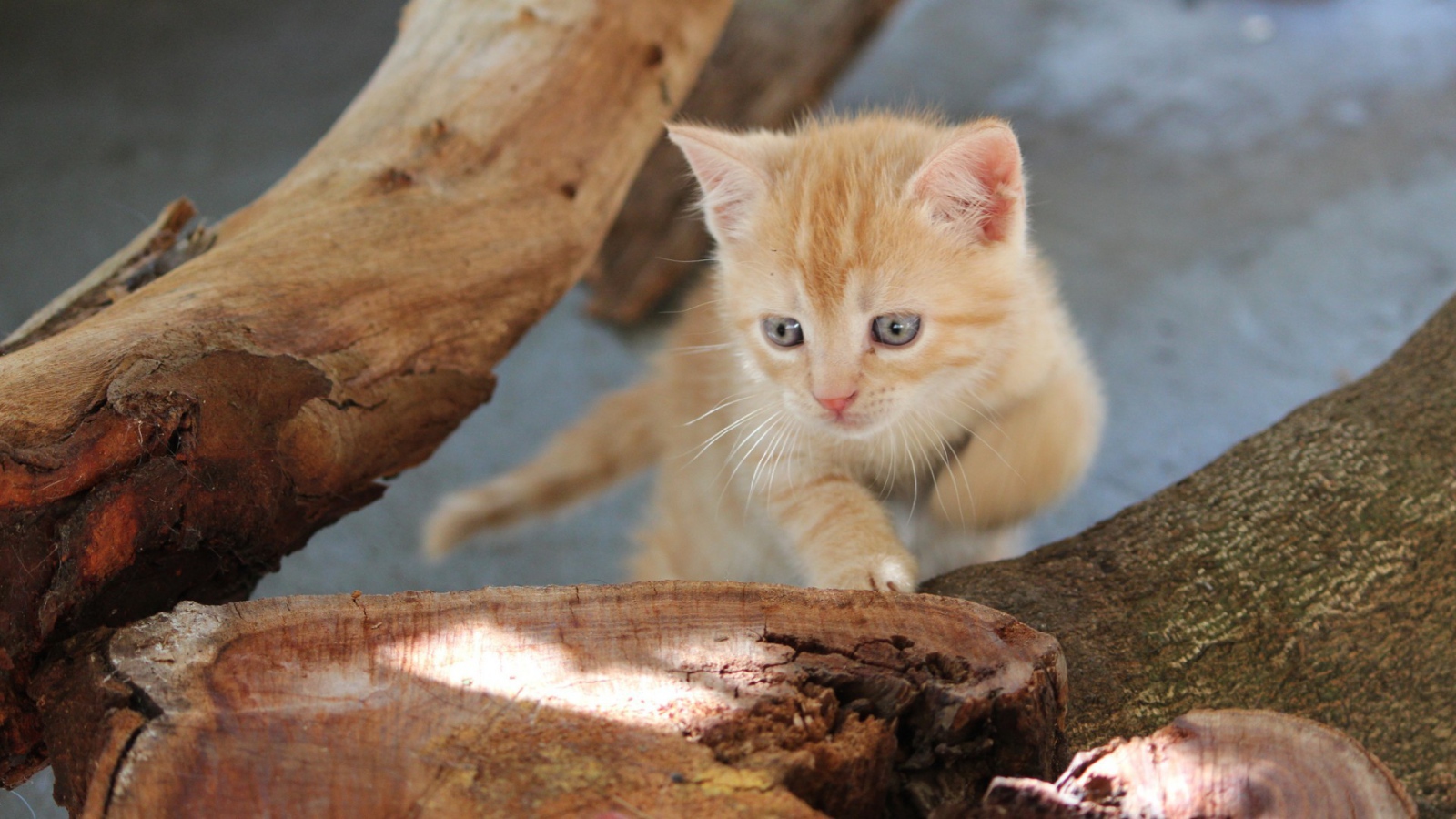 Любопытный котенок