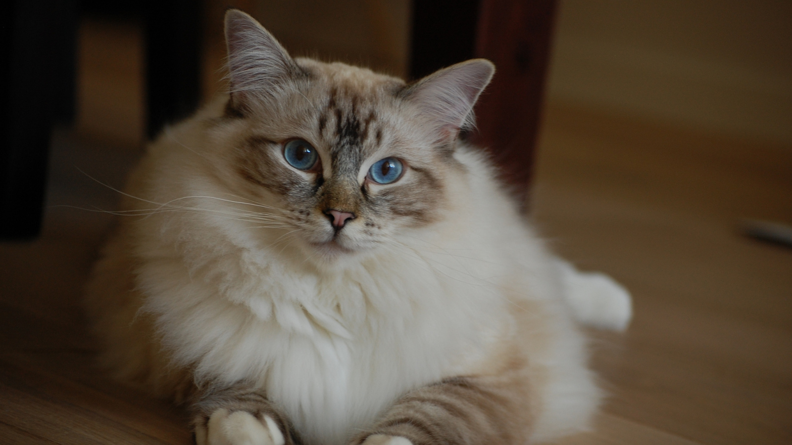 Милая кошка рэгдолл