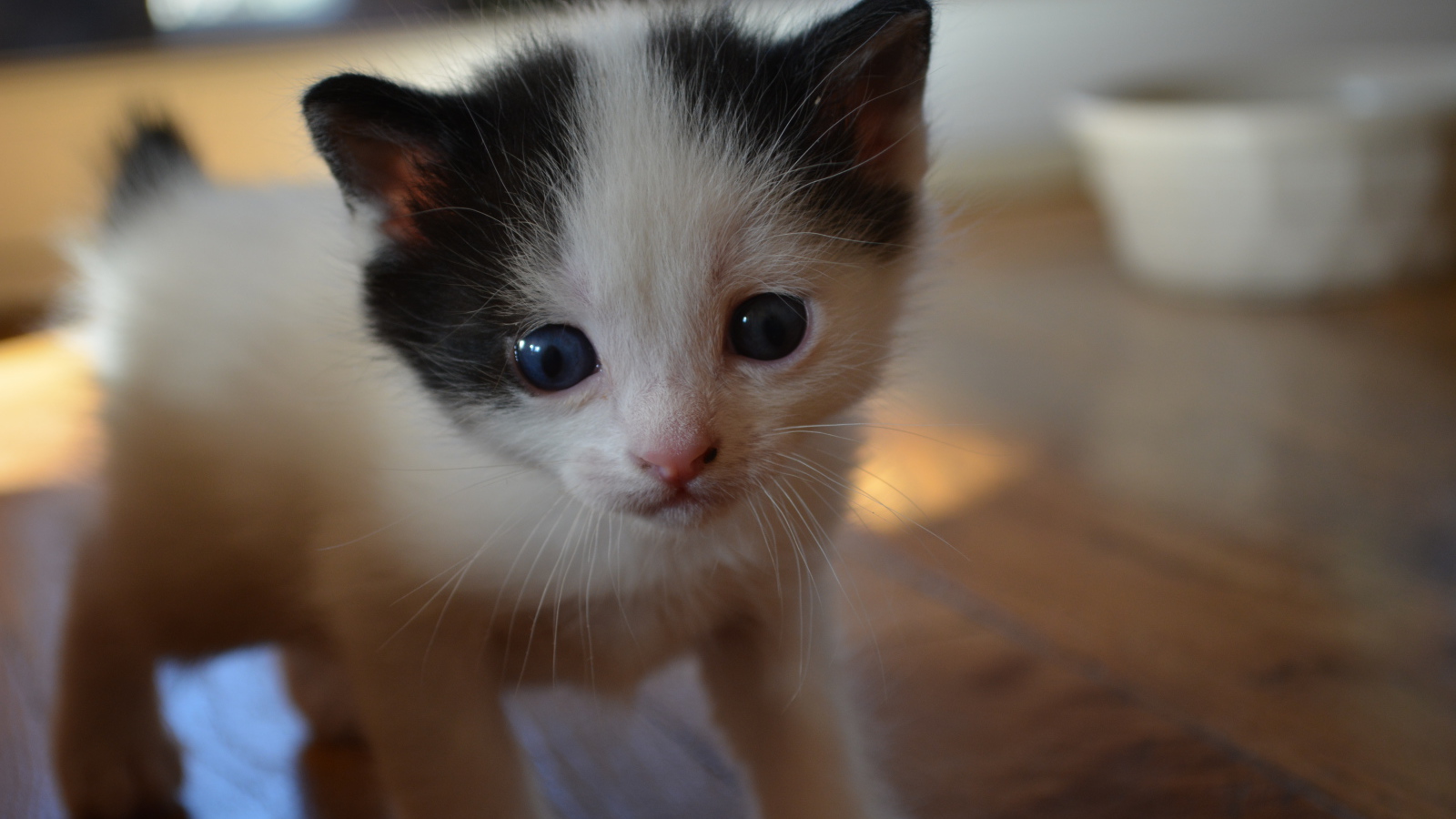 Милый котенок японского бобтейла