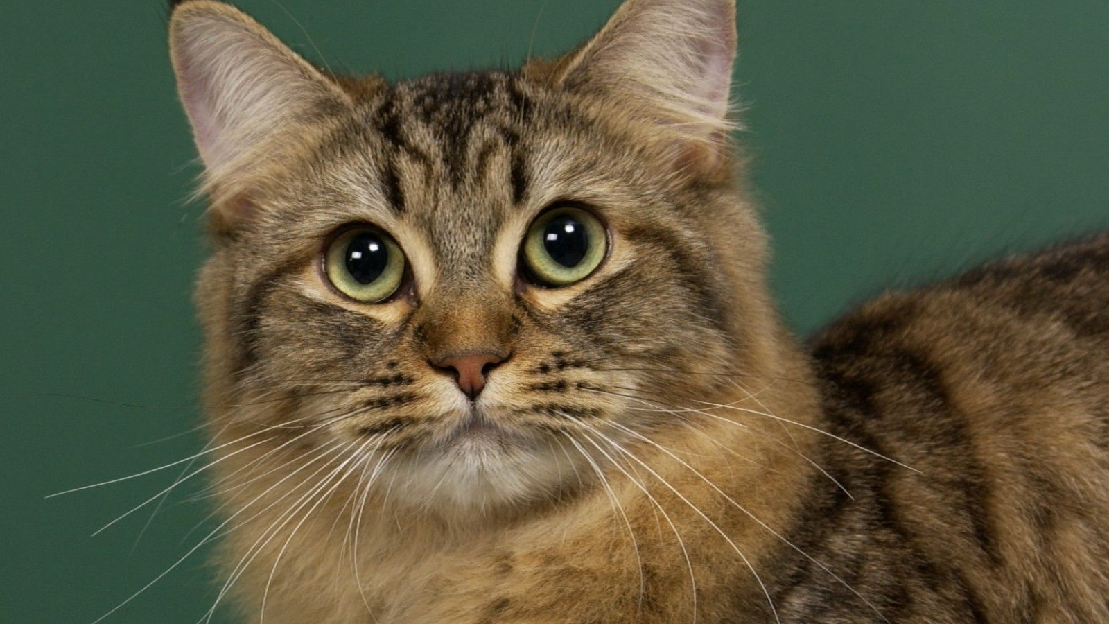 Милашка американский бобтейл