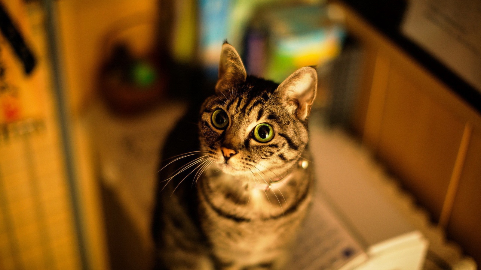 Милашка американская короткошерстная кошка