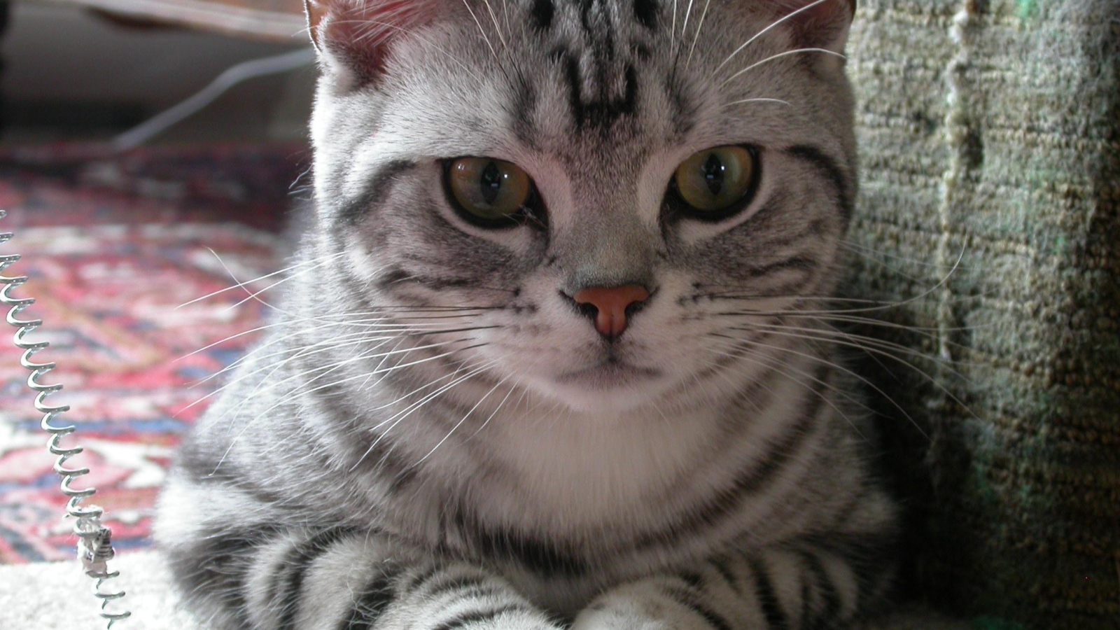 Милашка американская жесткошерстная кошка