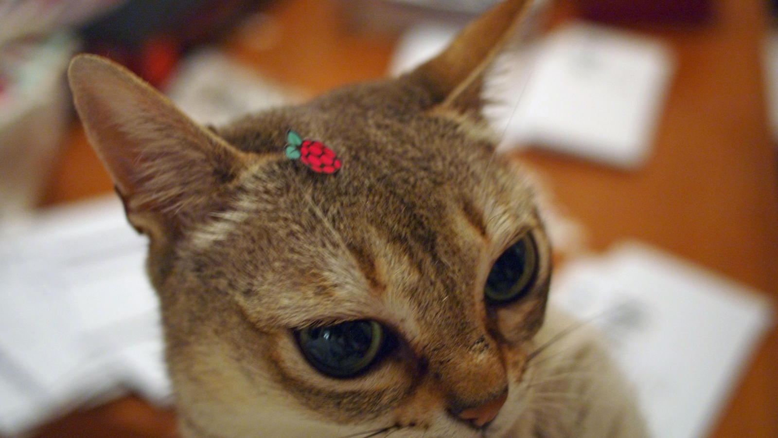 Украшение для сингапурской кошки