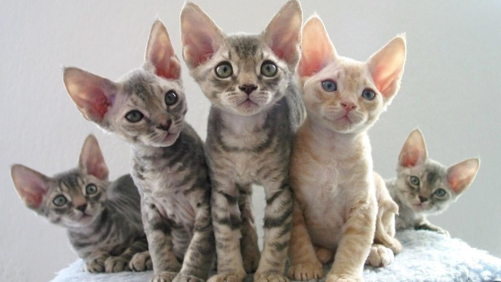 Котята девон-рекс