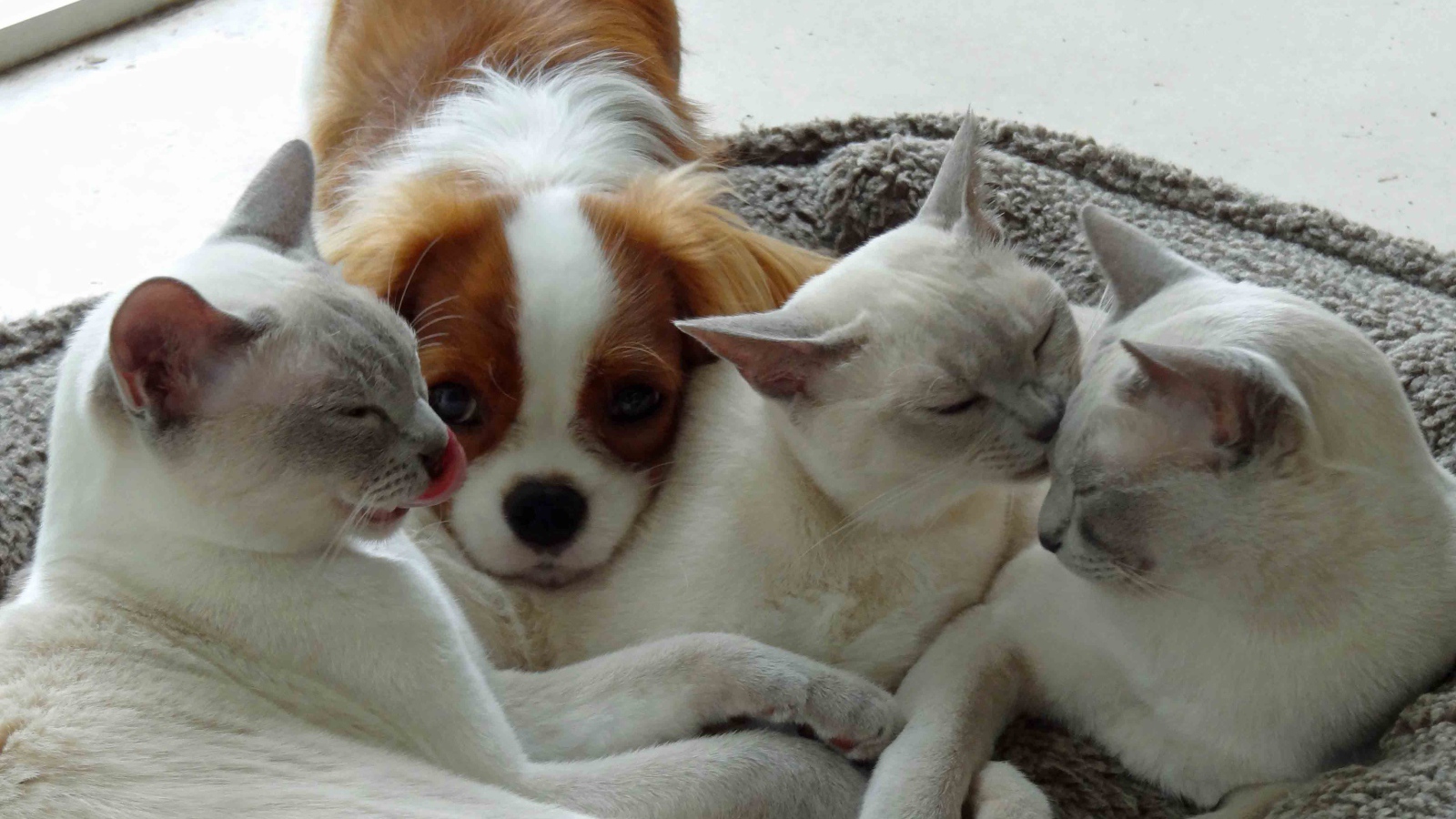 Собака и тонкинские кошки