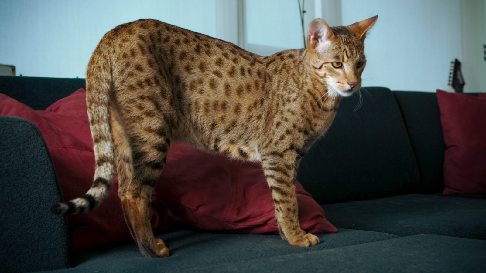 Домашняя кошка саванна