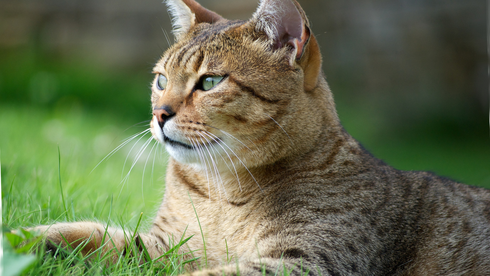 Кот египетская мау на траве