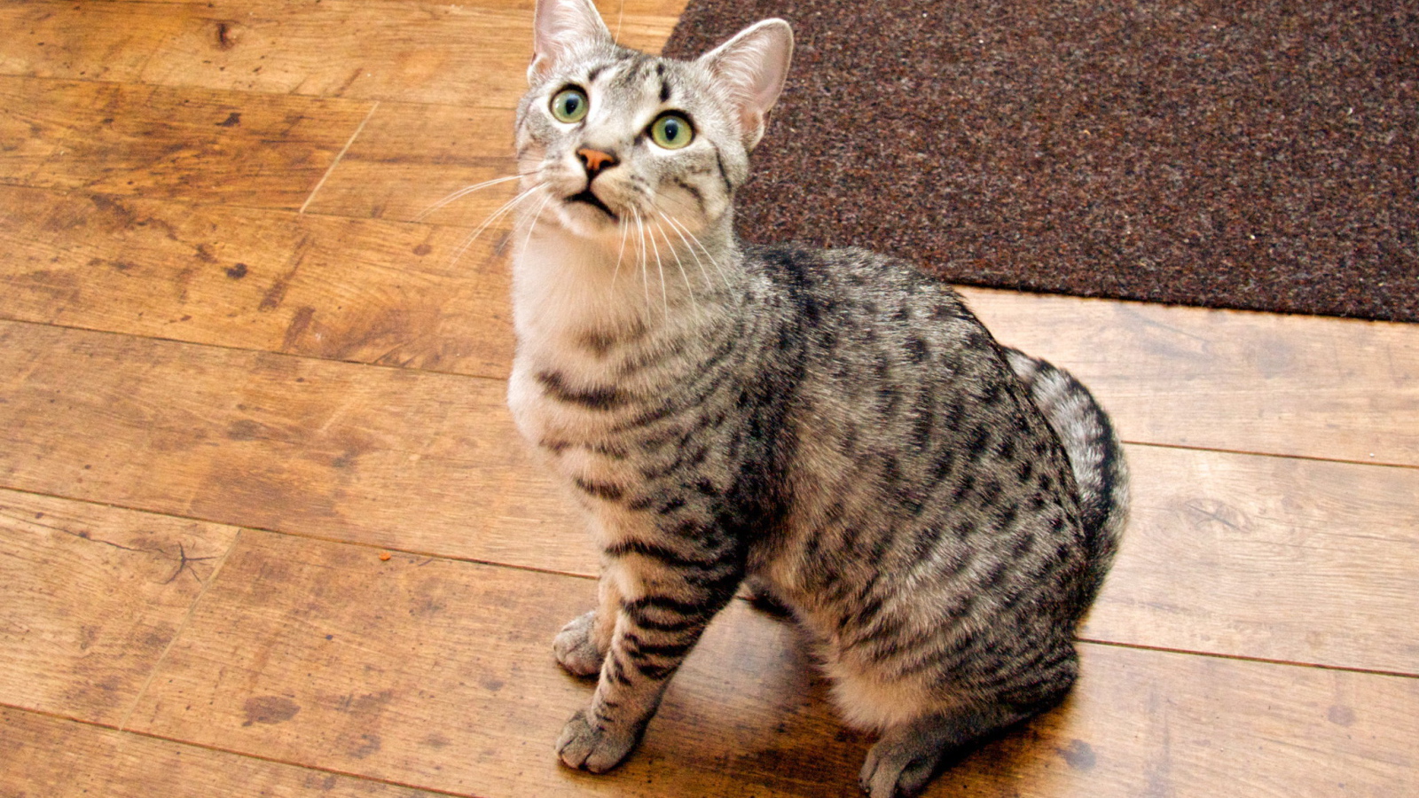 Кошка египетская мау  на полу