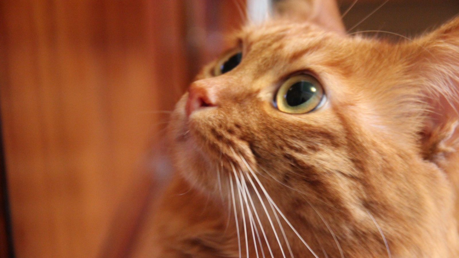 Глаза курильского бобтейла