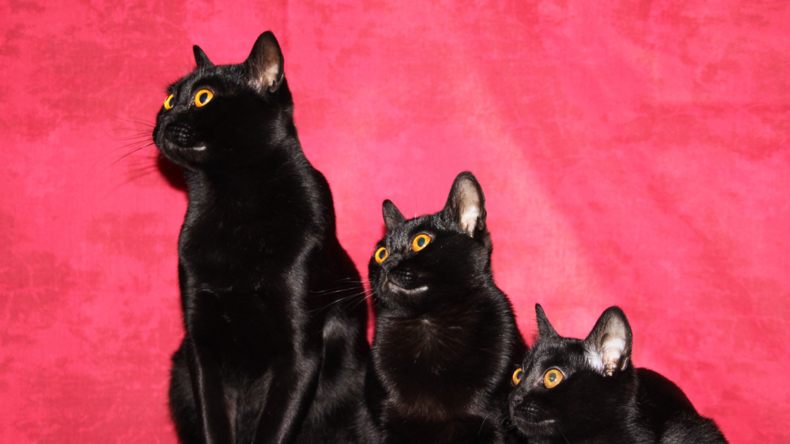 Семья бомбейских кошек