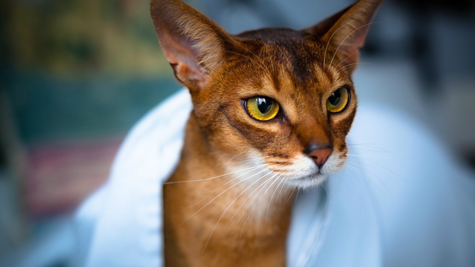 Модная абиссинская кошка