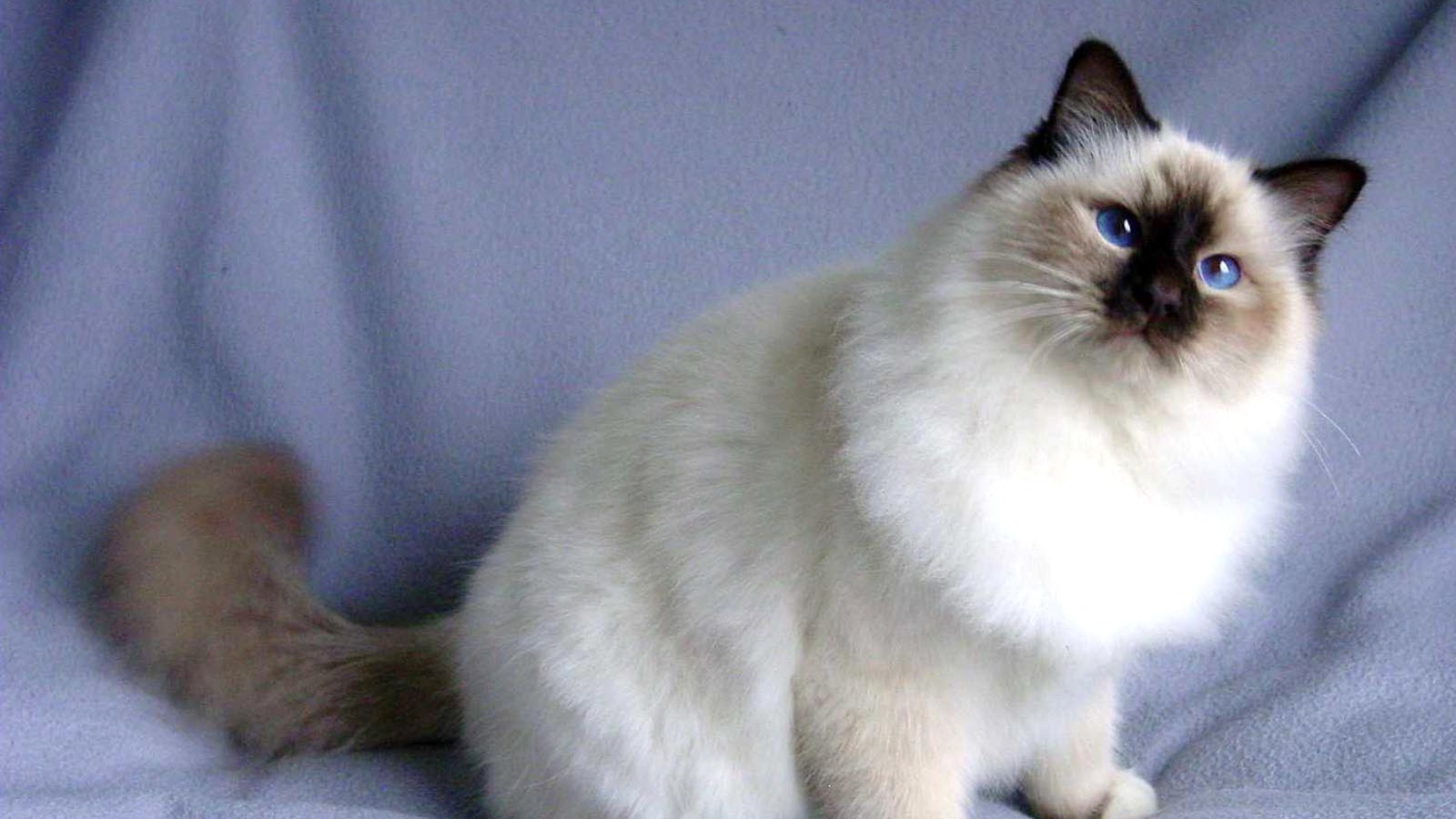 Пушистая кошка сноу-шу