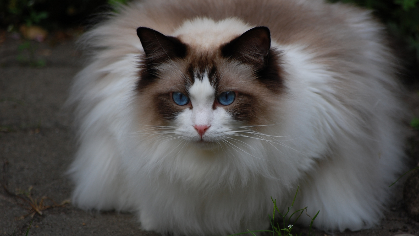 Пушистая кошка рэгдолл