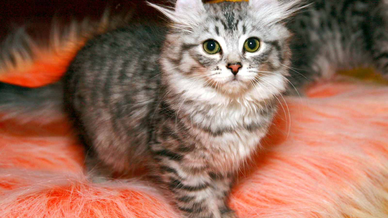 Пушистый котенок американский керл