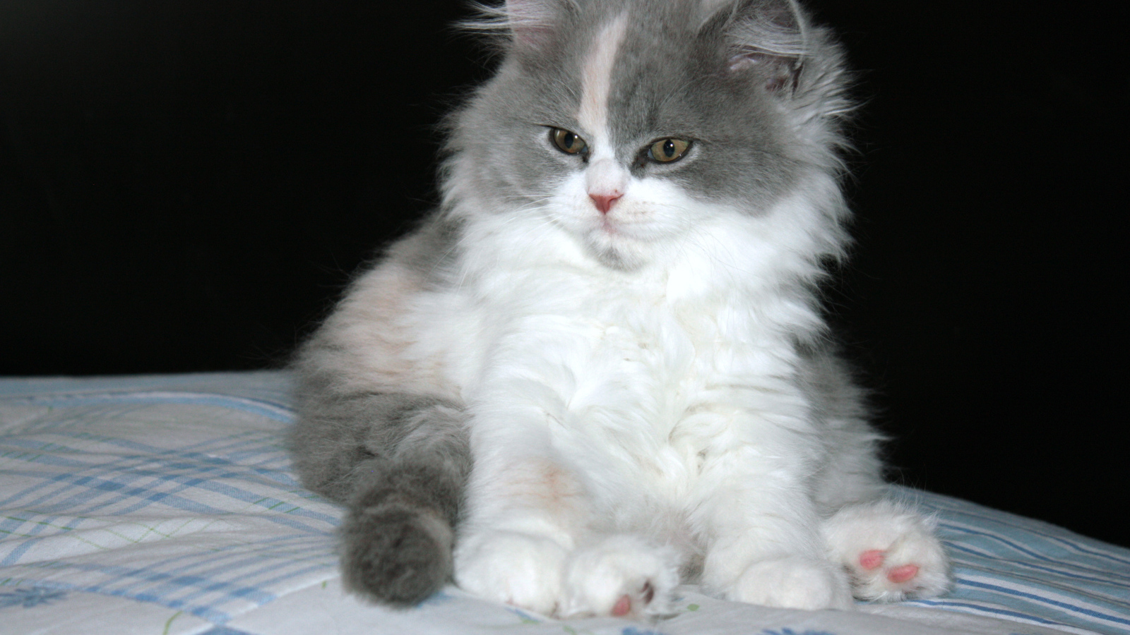 Пушистый котенок британской длинношерстной кошки