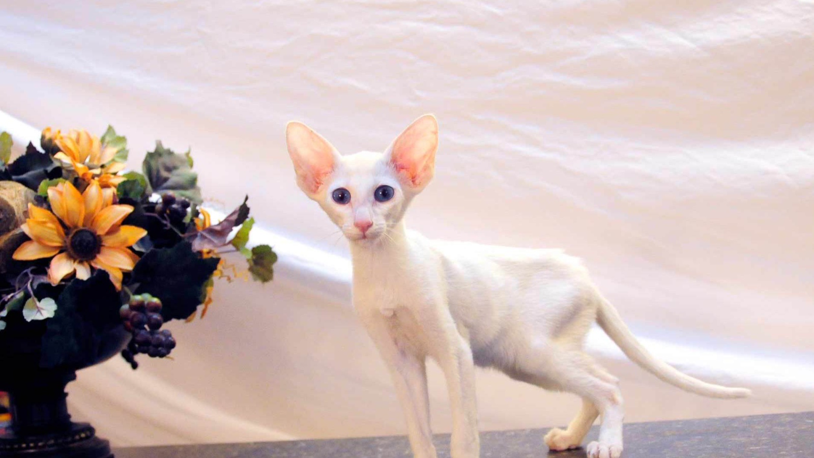 Котенок форин вайт