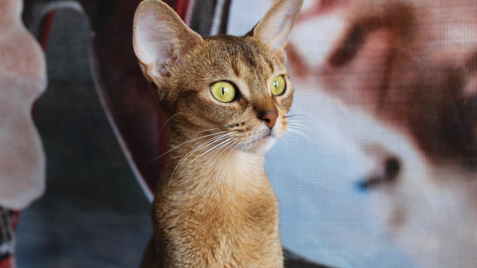 Забавный котенок абиссинки