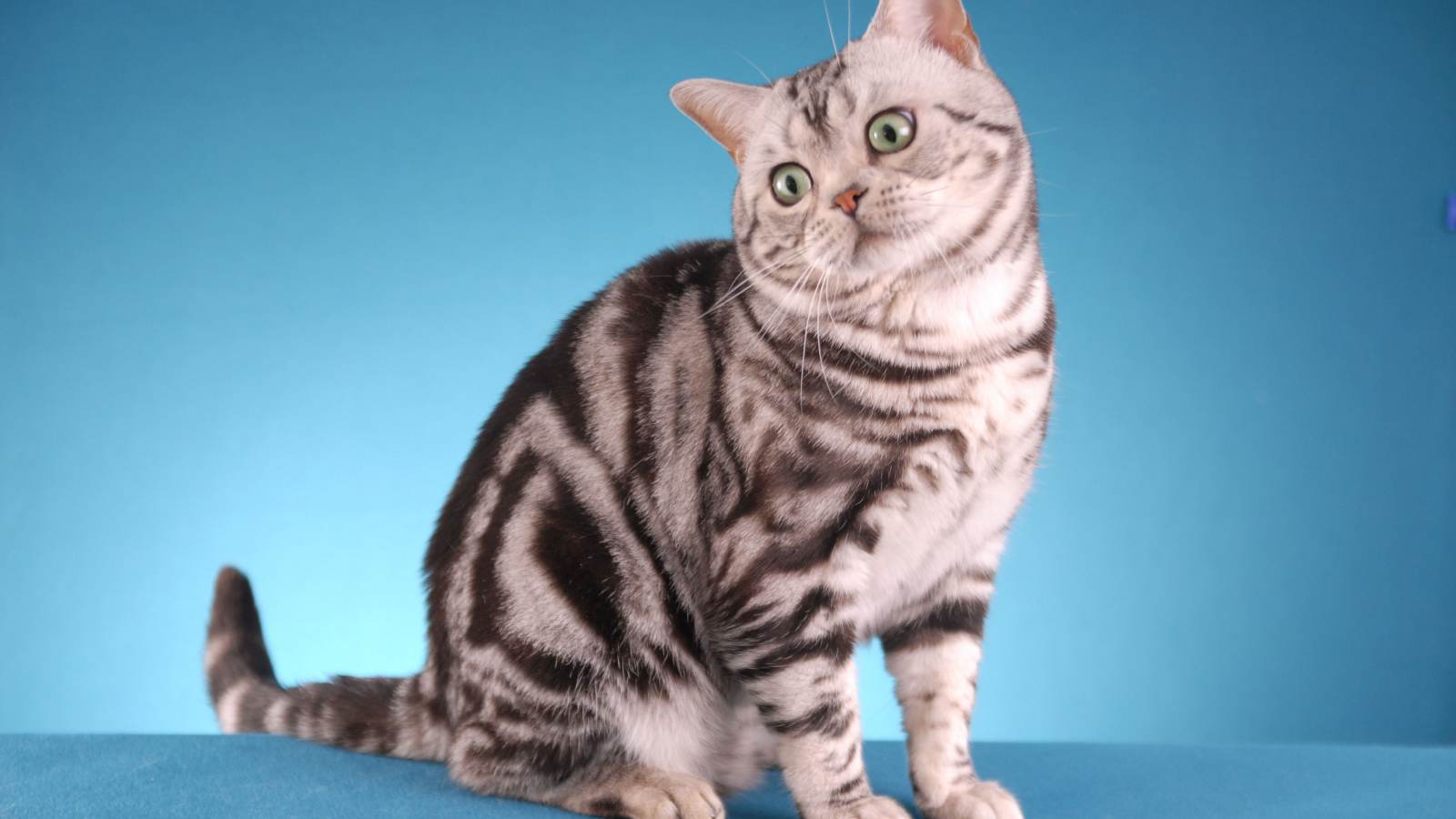 Забавная американская короткошерстная кошка