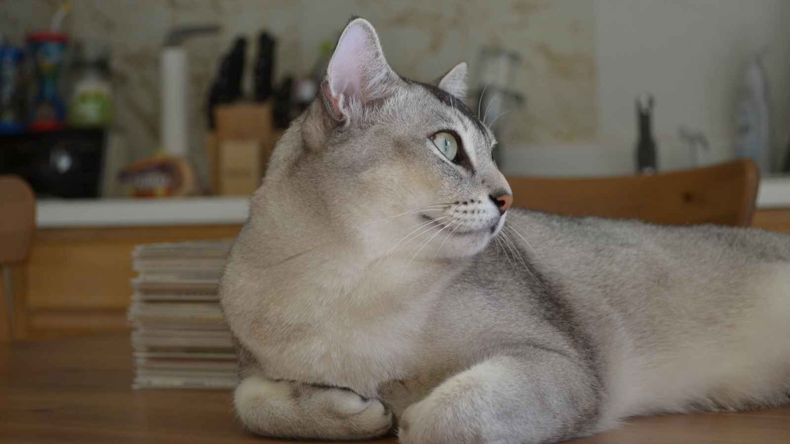 Забавная кошка бурмилла