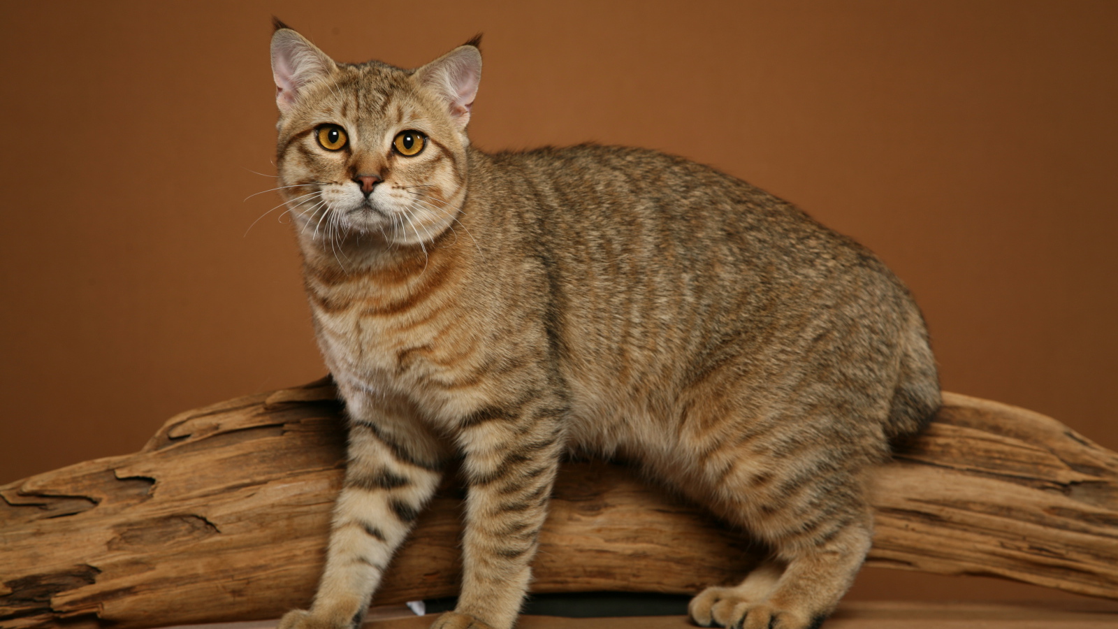 Забавный кот пиксибоб