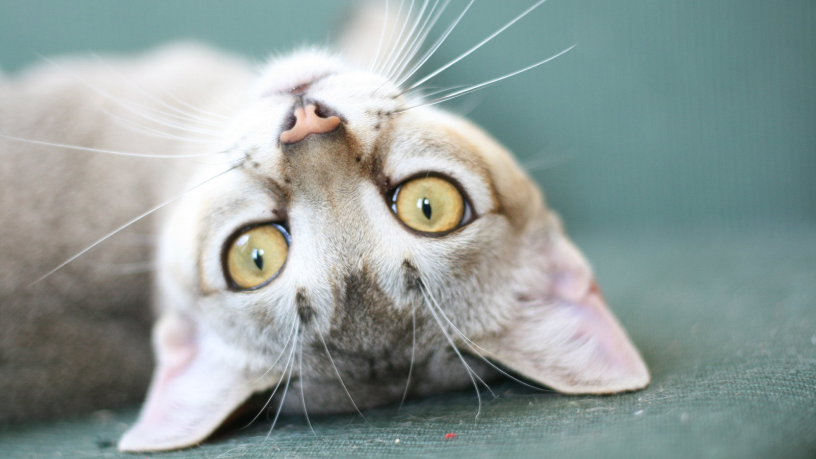 Забавная сингапурская кошка