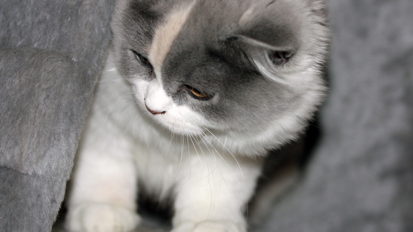 Забавный котенок британской длинношерстной кошки