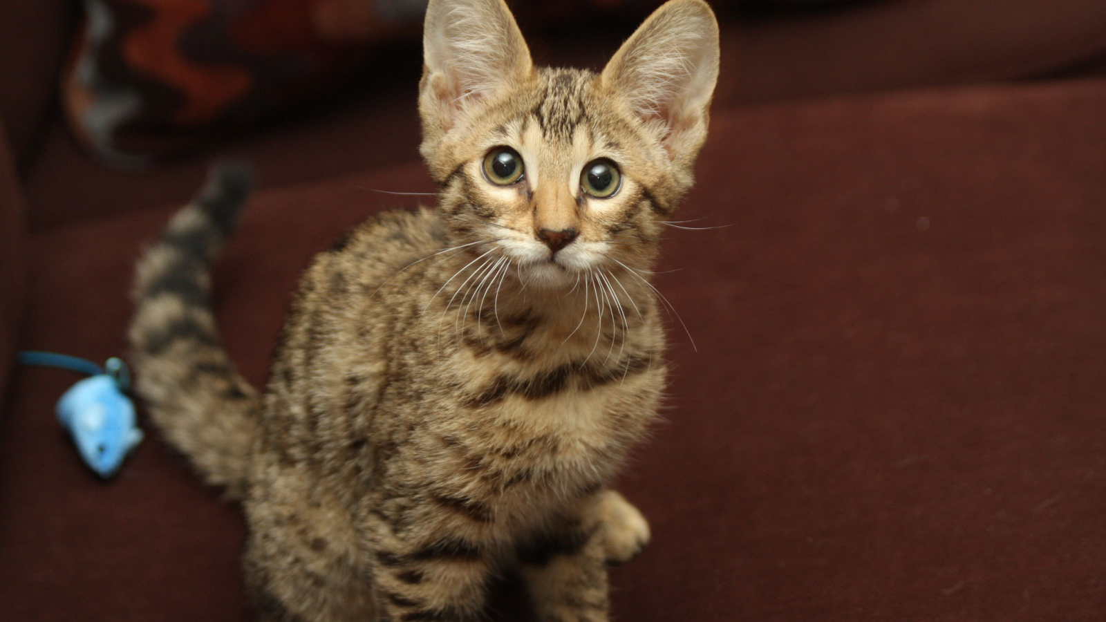 Забавный котенок саванна