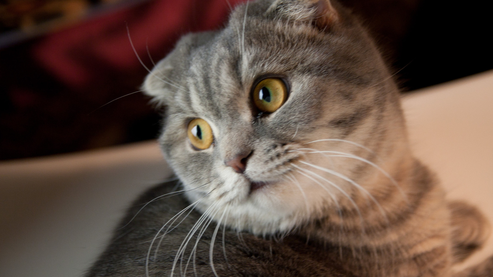 Забавная шотландская кошка