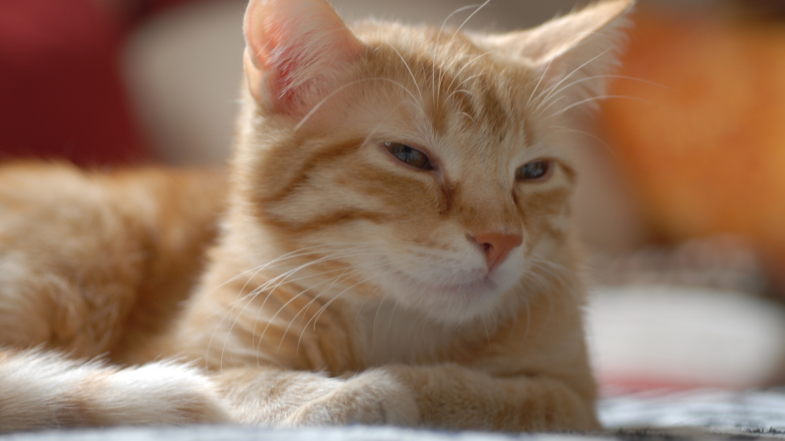 Рыжий котенок европейской короткошерстной кошки