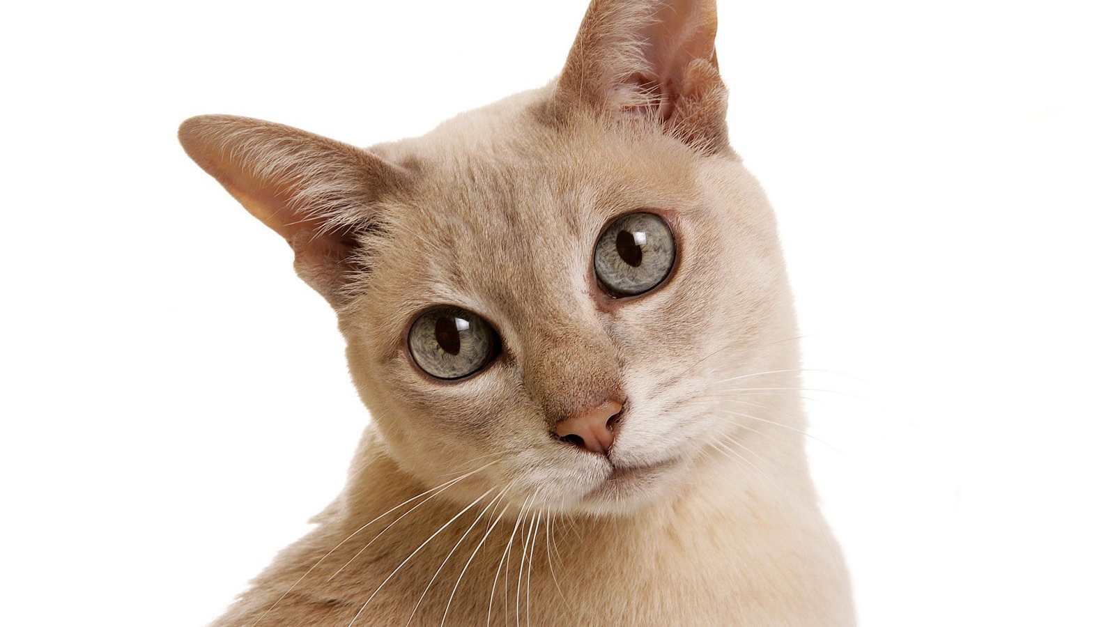 Сероглазая тонкинская кошка