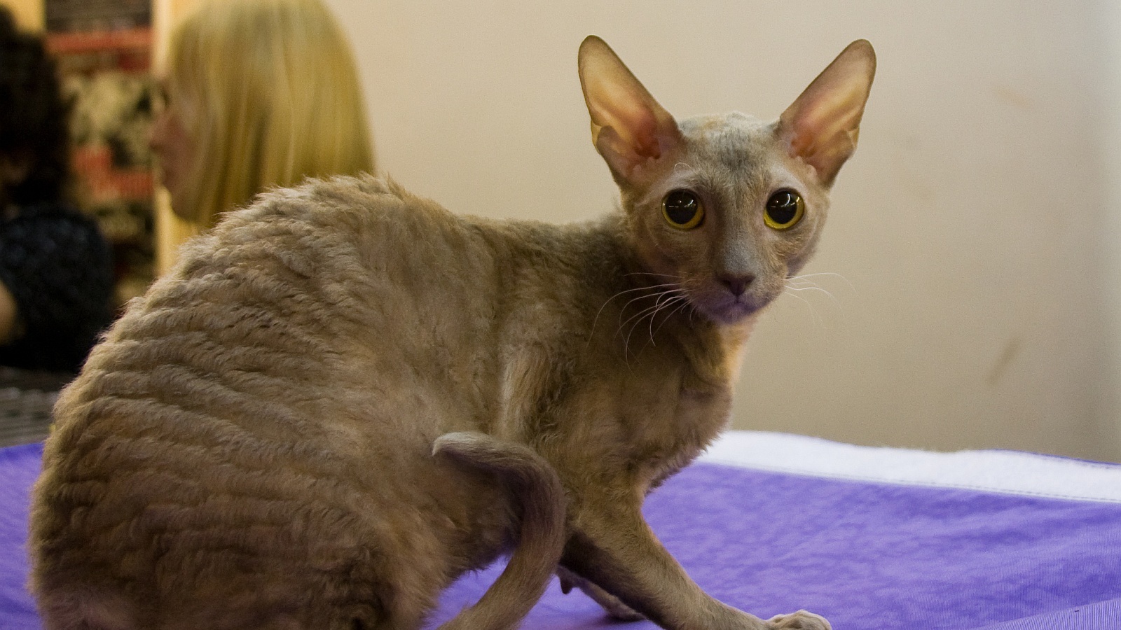 Серый корниш рекс