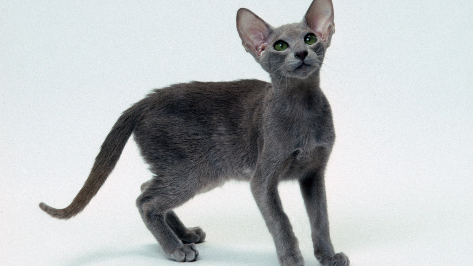 Серый котенок ориентальной короткошерстной кошки