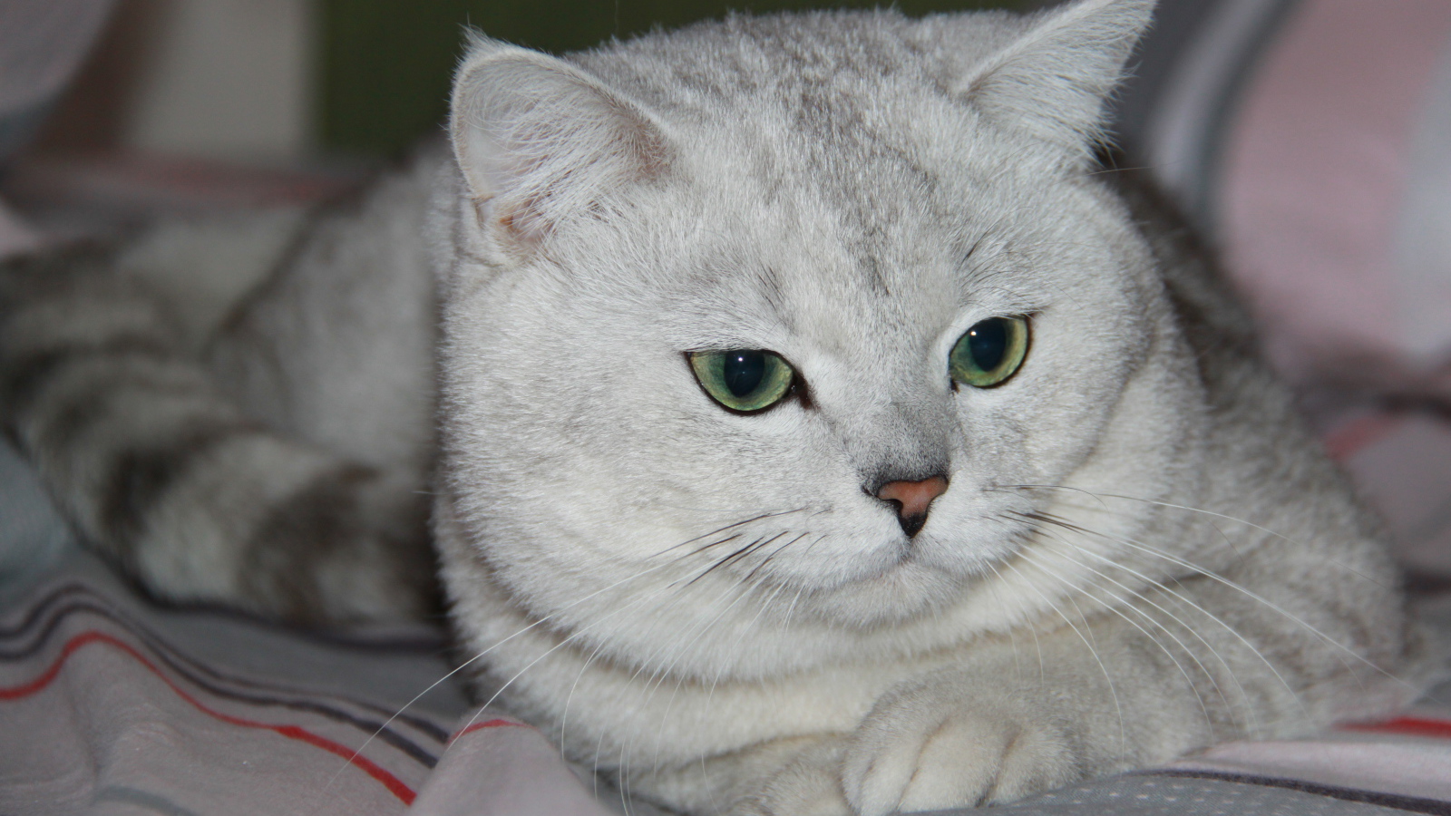 Зеленоглазая британская короткошерстная кошка