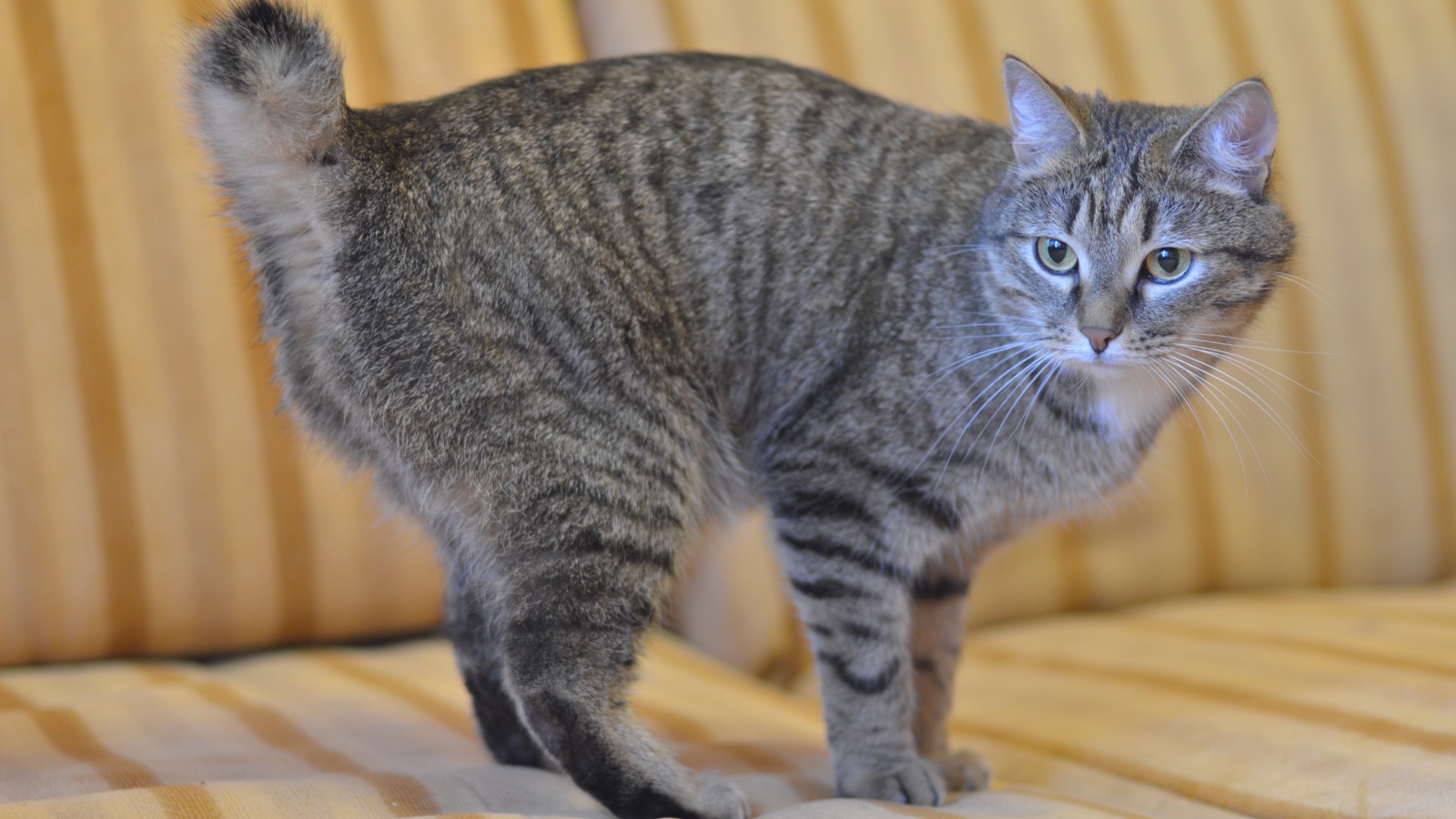 Серый курильский бобтейл на диване