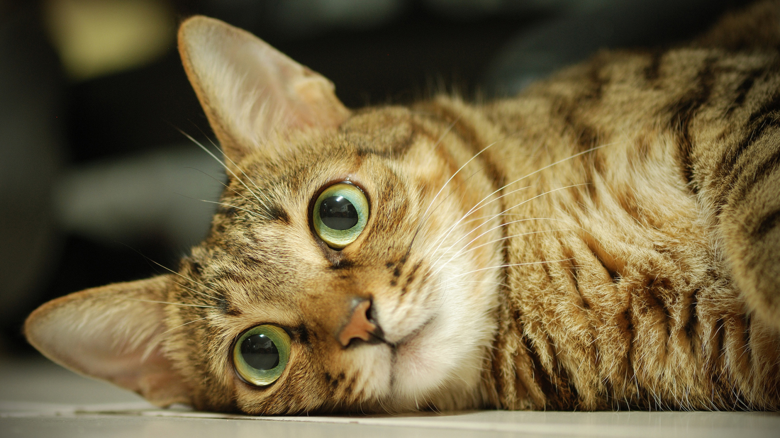 Серый кот с большими глазами