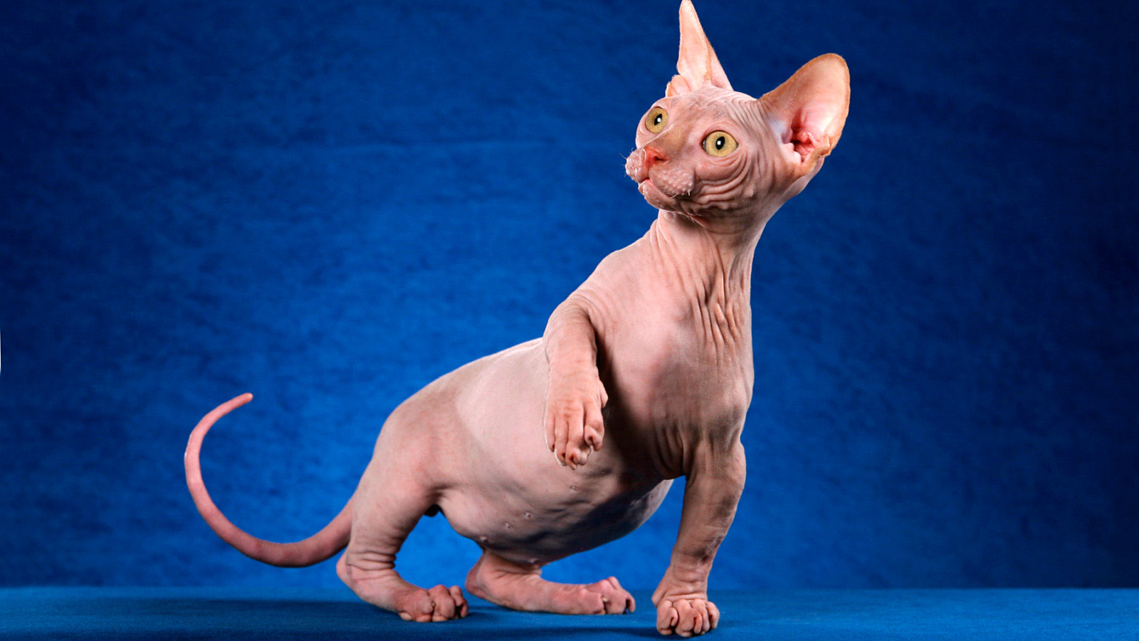 Безшерстный кот минскин