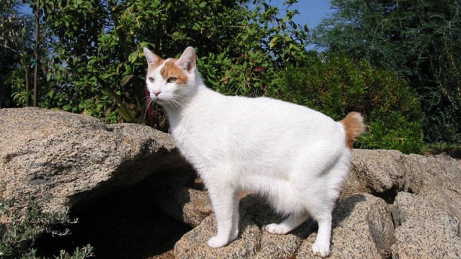 Японский бобтейл на природе