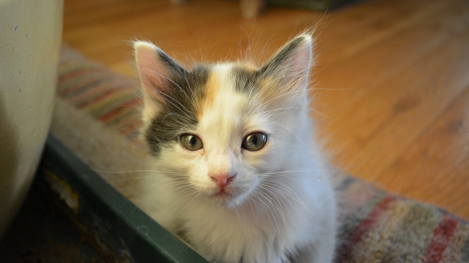 Котенок японского бобтейла