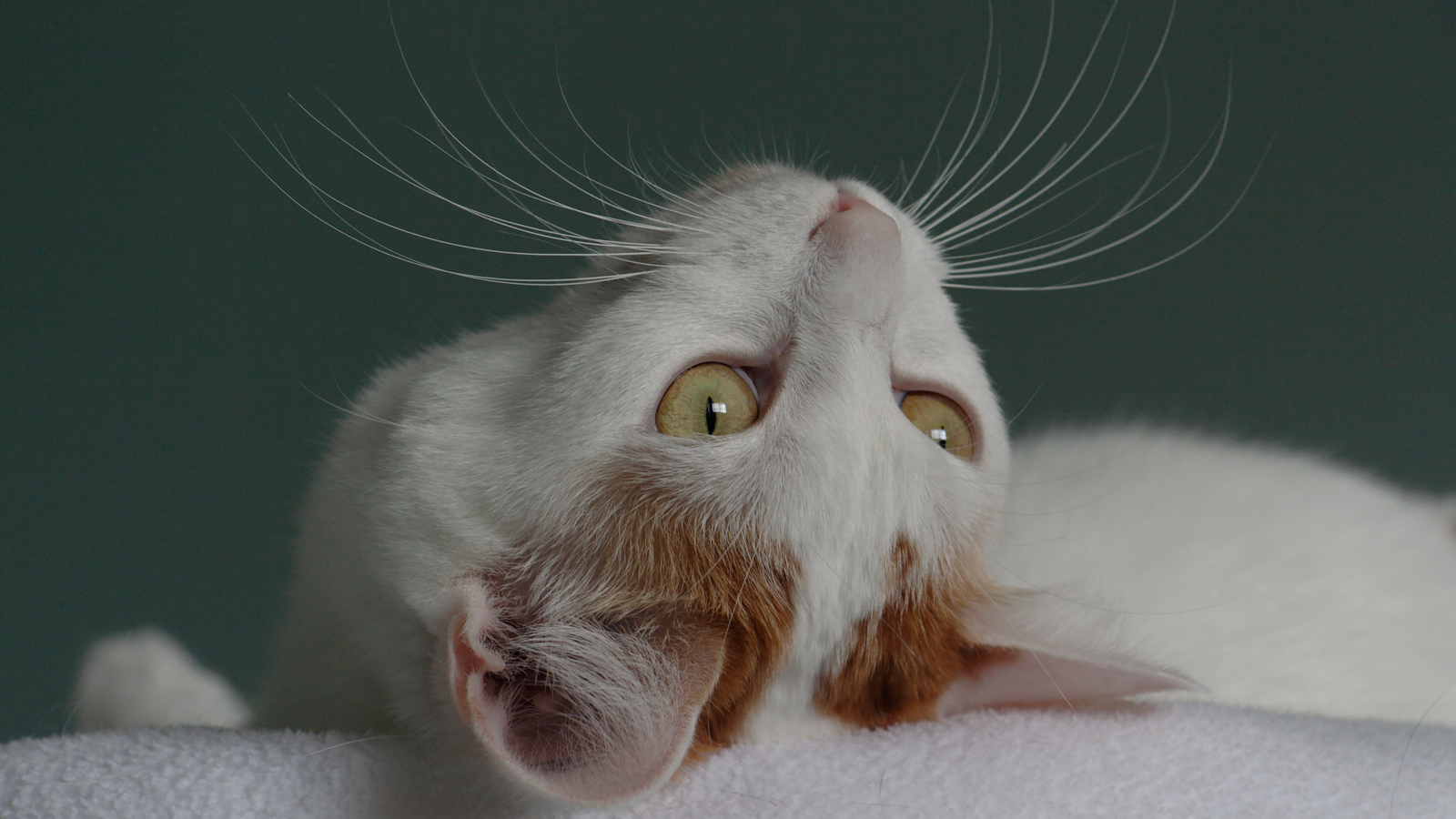 Японский бобтейл смотрит вверх