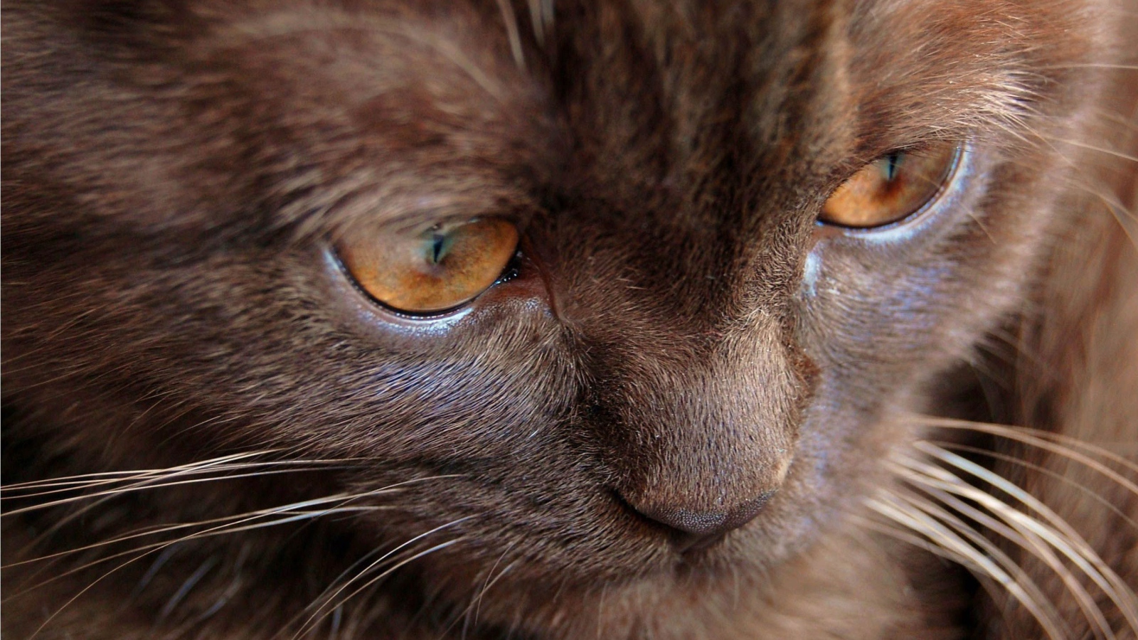 Котенок йоркской шоколадной кошки