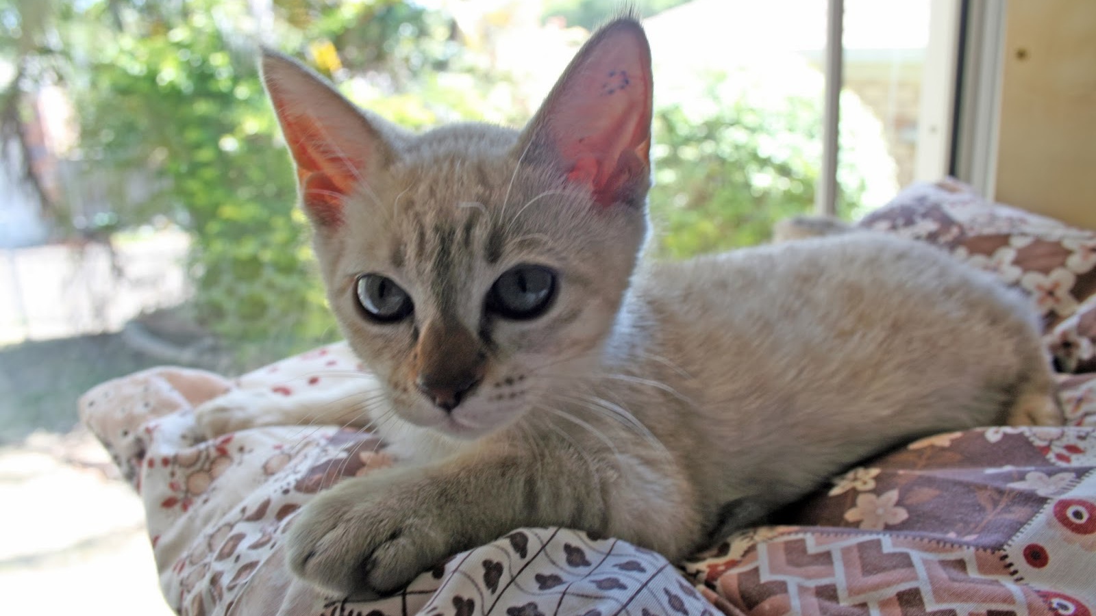 Котенок породы австралийский мист