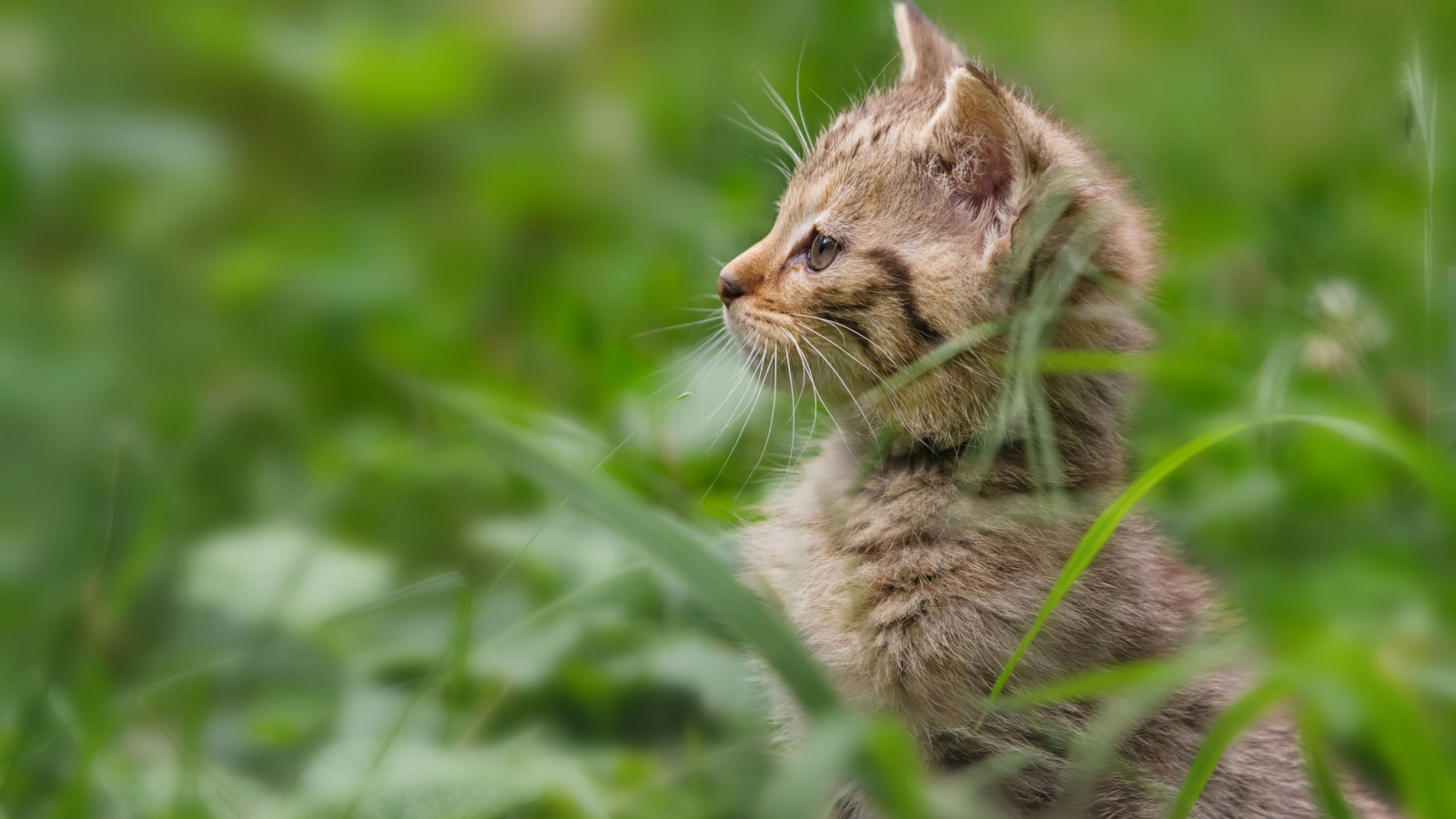 Котенок гуляет в траве