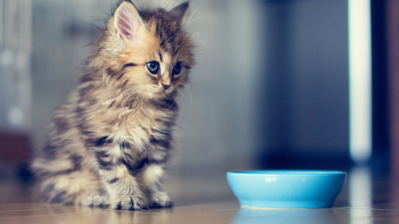 Котенок хочет кушать