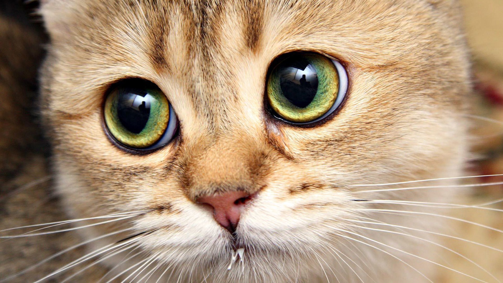 Котенок с выразительными глазами