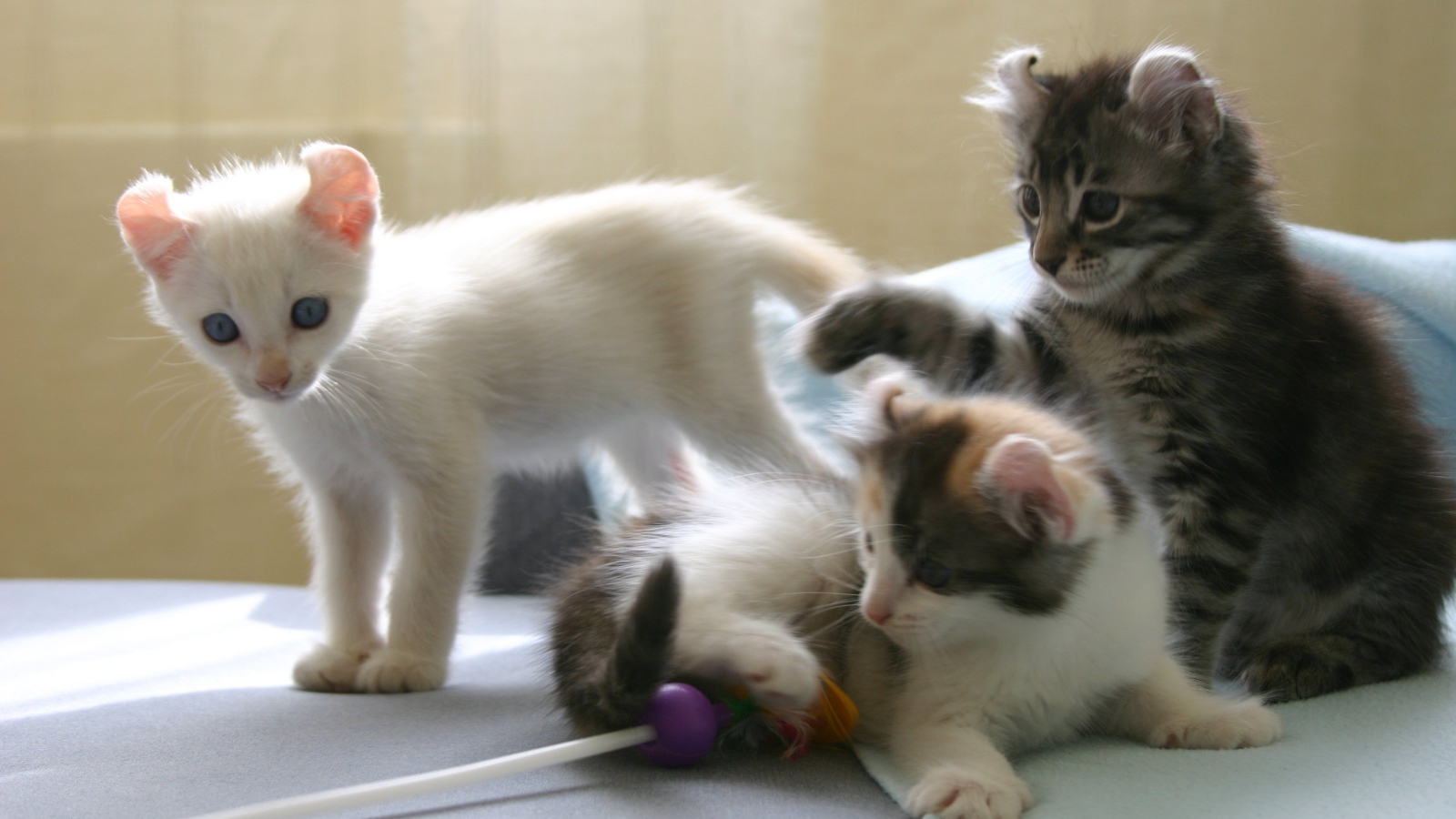 Котята породы американский керл