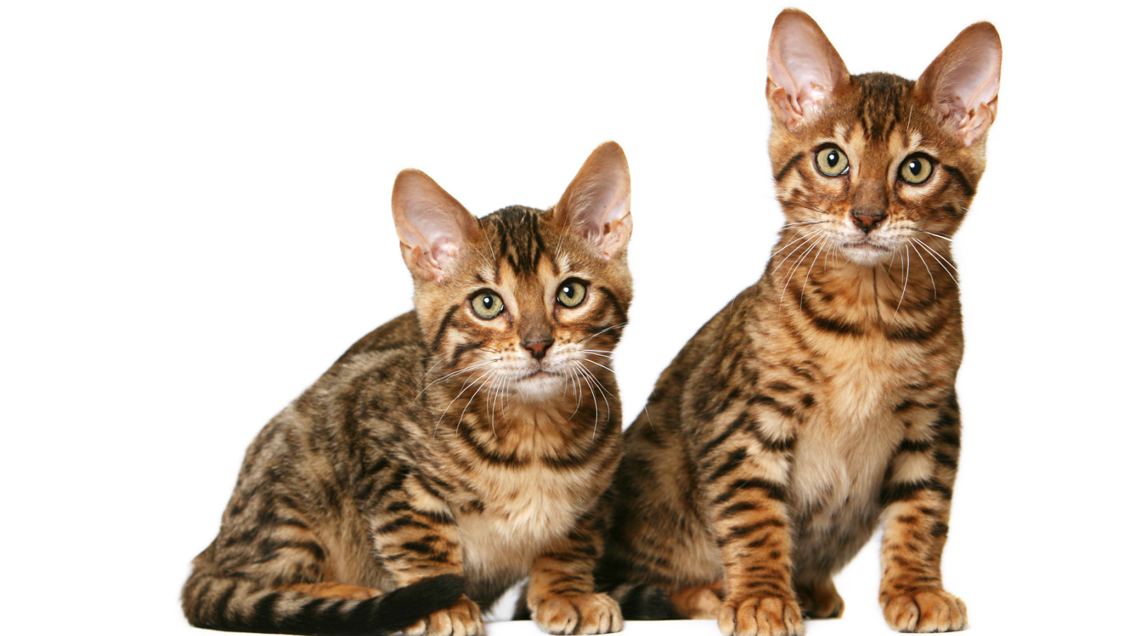 Котята калифорнийской сияющей кошки