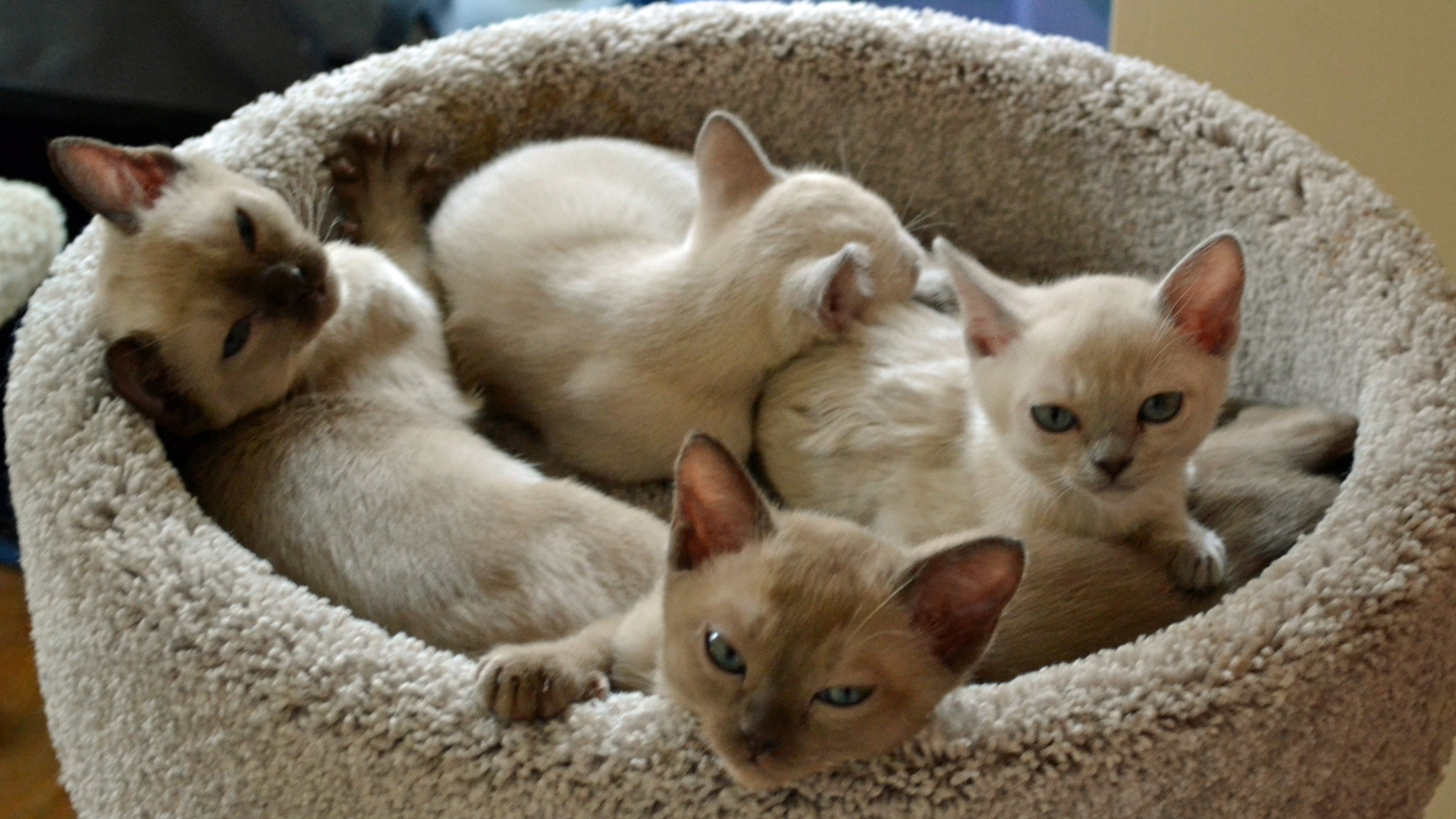 Котята тонкинской кошки в корзине