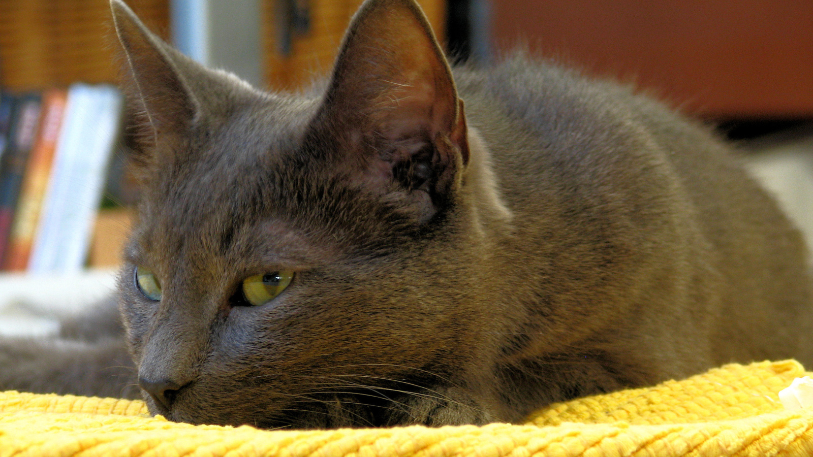 Корат лежит на коврике