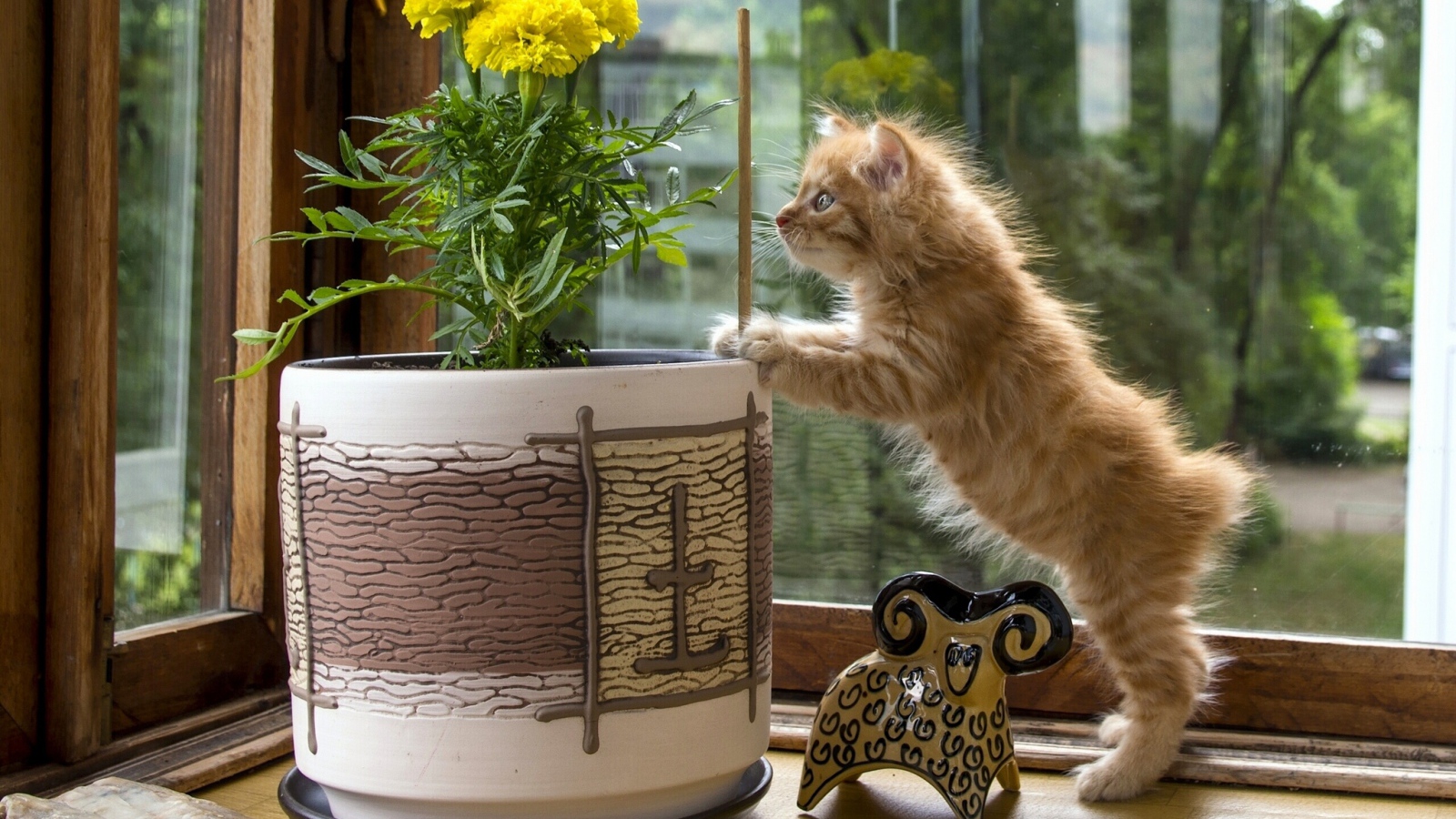 Котенок курильского бобтейла проверяет цветок