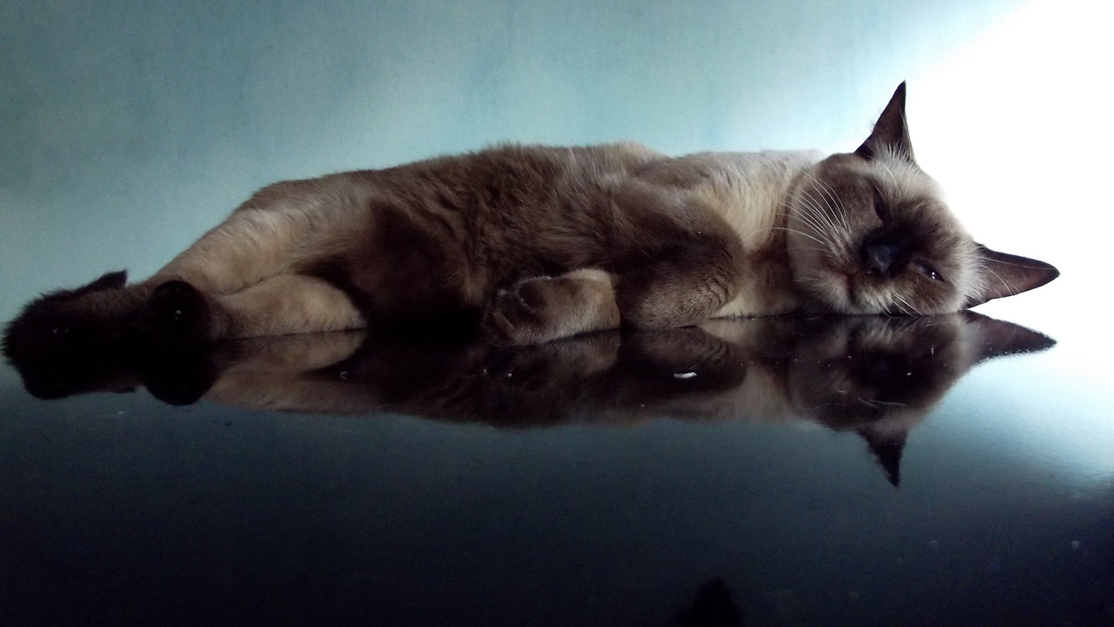 Ленивая сиамская кошка